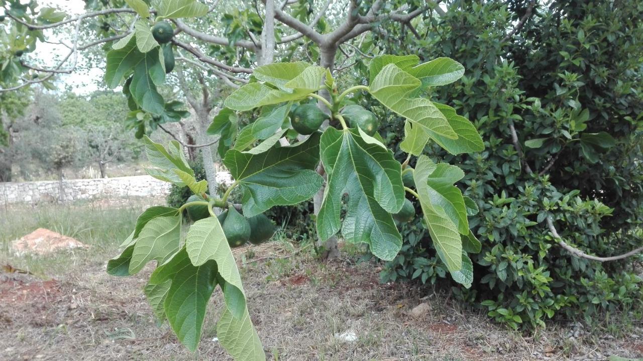 Masseria Le Betulle 圣维托诺曼 外观 照片