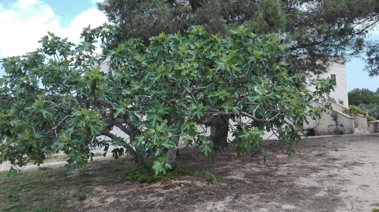 Masseria Le Betulle 圣维托诺曼 外观 照片