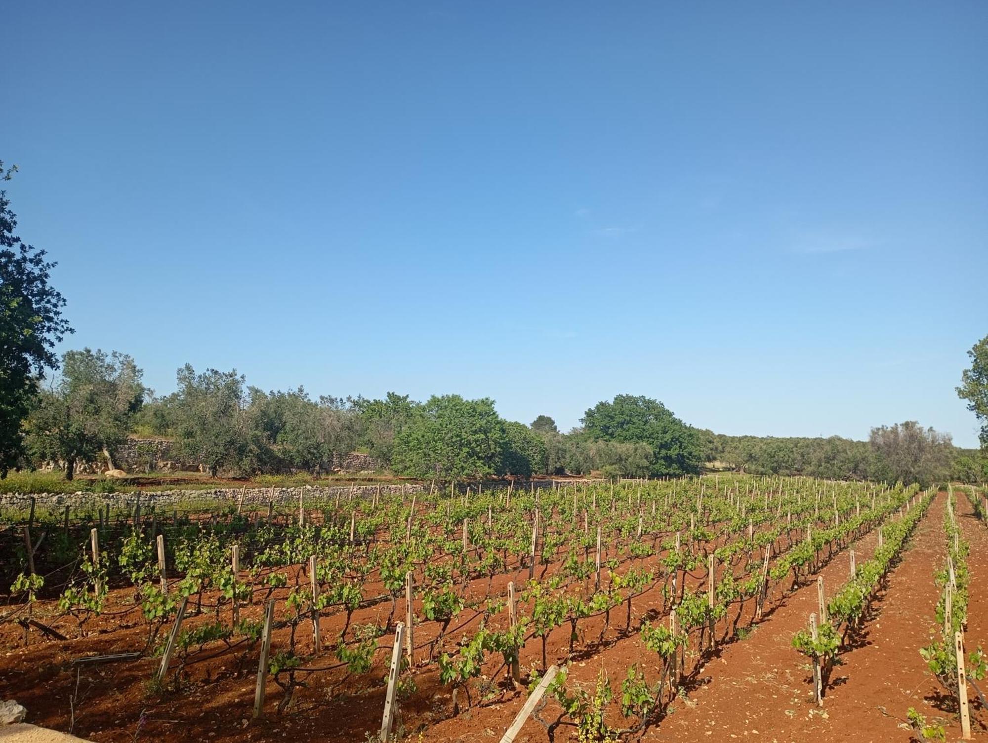 Masseria Le Betulle 圣维托诺曼 外观 照片